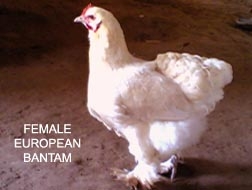 One among the two female european cochins