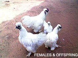 Two types of silkie females with offfspring